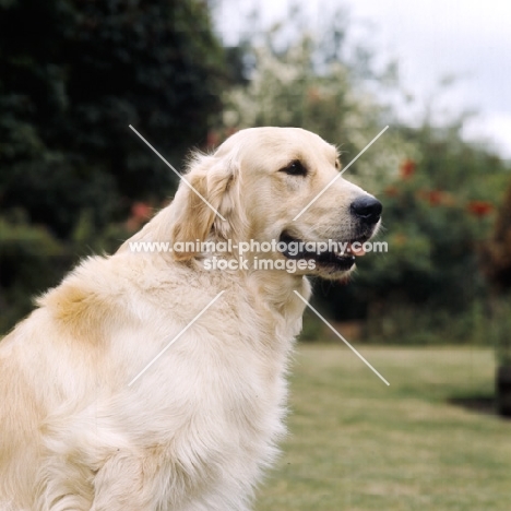 golden retriever, portrait 