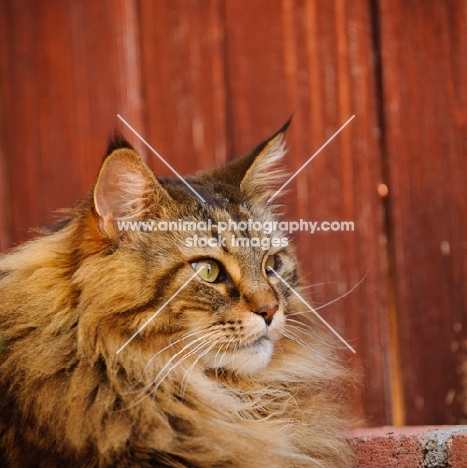 Maine Coon lying by red wood fence. 