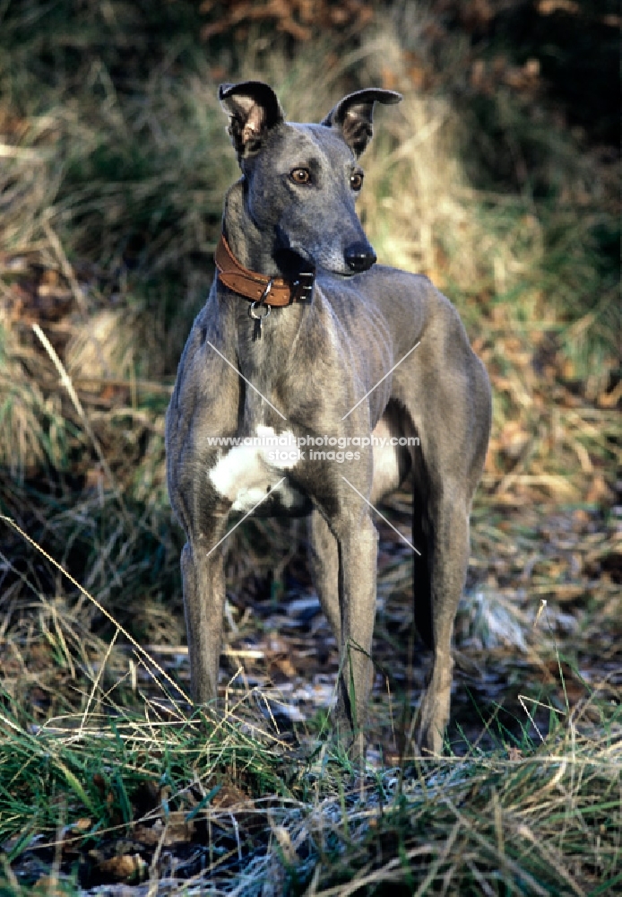 greyhound surrounded by autumnal colours