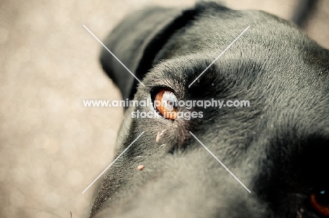 black Labrador Retriever, eye close up