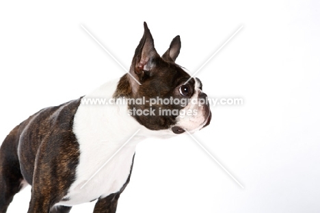 Boston Terrier on white background, looking alert