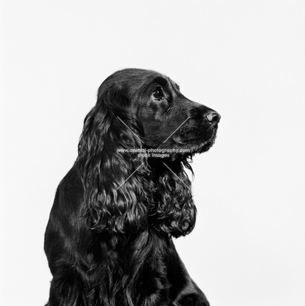 pet american cocker spaniel