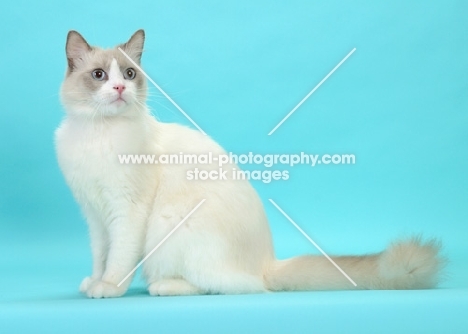 Blue Point Bi-Color Ragdoll cat, sitting on blue background