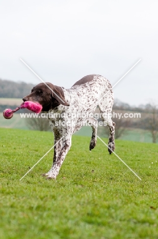 German Shorthaired Pointer playing with toy