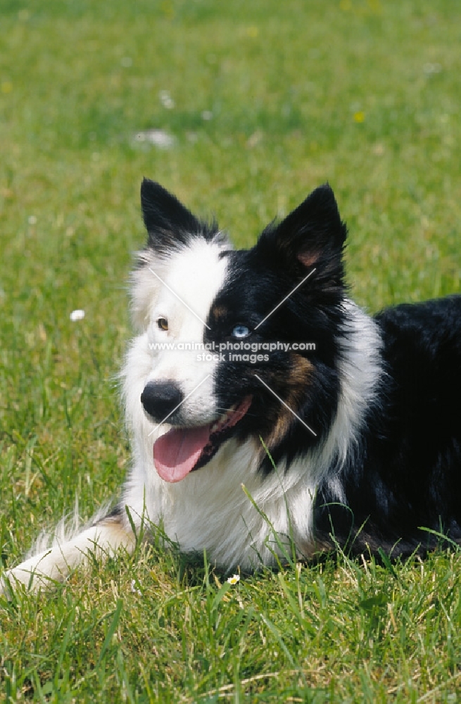 Border Collie with blue eye