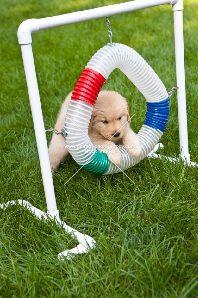 cute puppy trying to climb through a ring