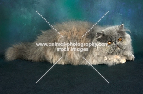 blue cream persian cat lying down