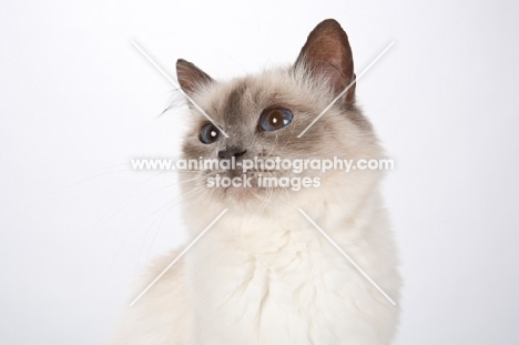 Birman cat, looking up