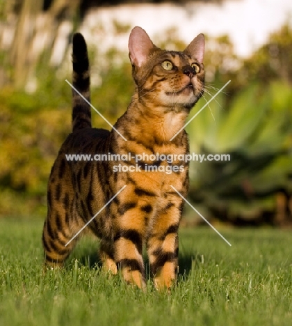 Bengal cat standing on grass