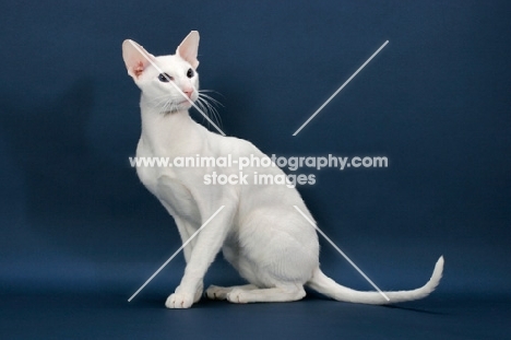 white Oriental Shorthair sitting on blue background