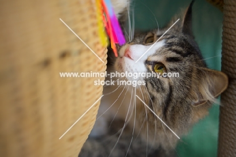 norwegian forest cat playing with a cat toy