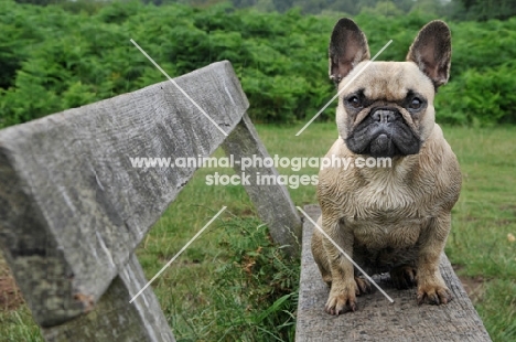 French Bulldog