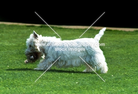 west highland white terrier carrying toy