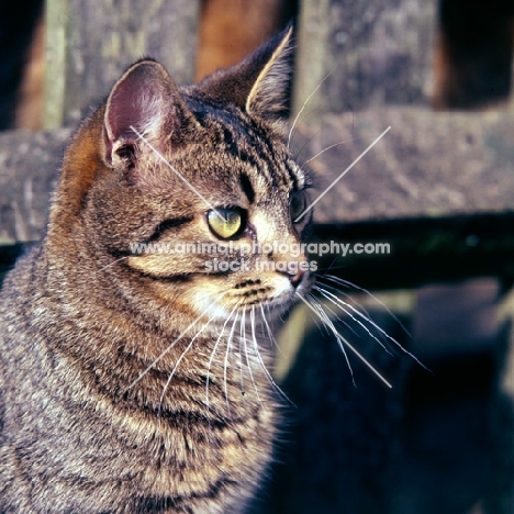 tabby cat portrait