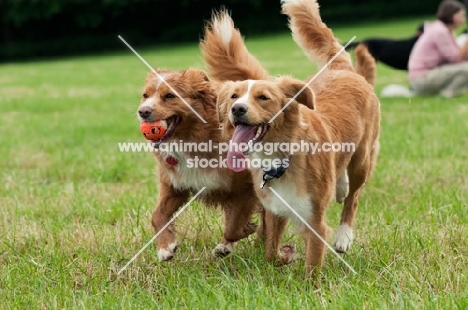 two Nova Scotia Duck Tolling Retriever playing in field