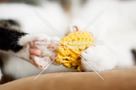 cat playing with toy