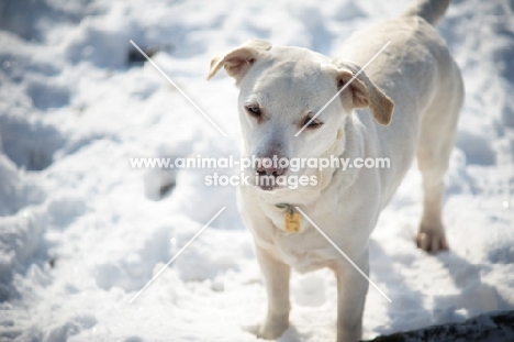 labrador cross standing on snow