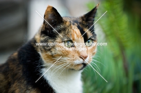 calico cat (tortoiseshell and white)