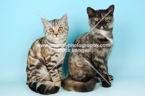 two young british shorthair cats looking at camera, tortie smoke (right) and tortie silver tabby (left)