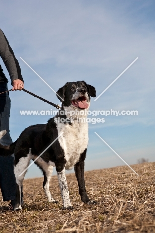 dog on lead