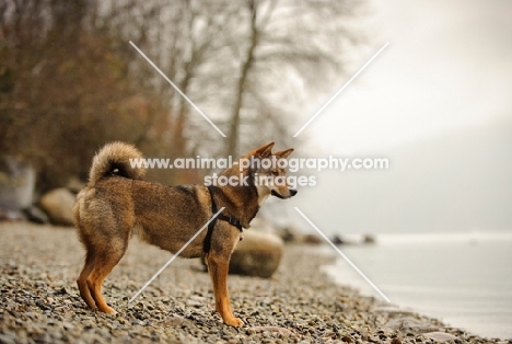 Shiba Inu side view