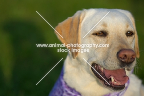 yellow labrador smiling