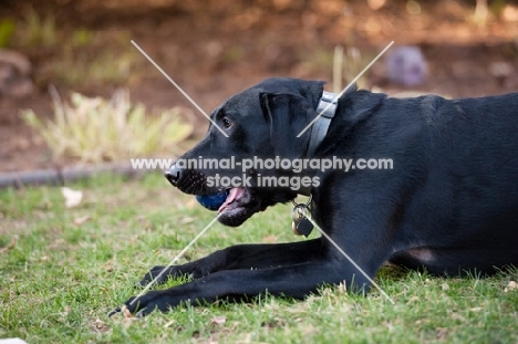 Black Lab lying on grass with ball in mouth.