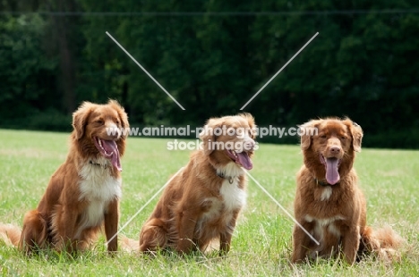 three Nova Scotia Duck Tolling Retrievers