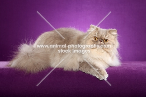 Persian cat lying on purple background