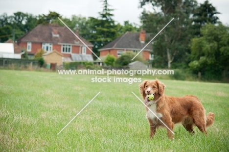 Nova Scotia Duck Tolling Retriever in field near house