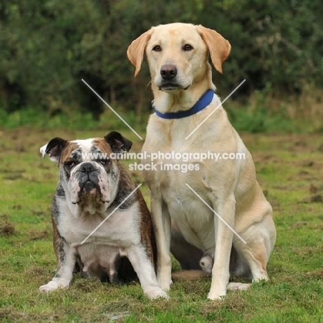 bulldog and yellow labrador companions sat together