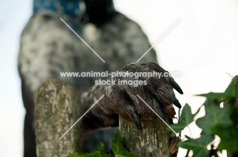 German Shorthaired Pointer (GSP) resting paw on wood