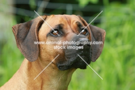 Rhodesian Ridgeback portrait