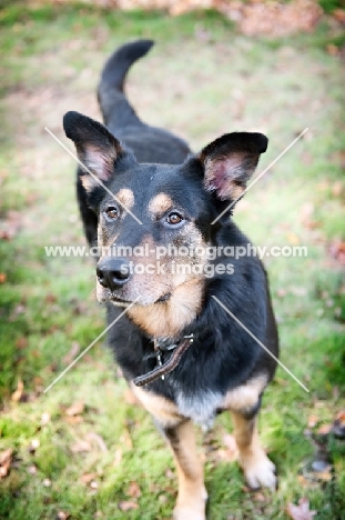 shepherd mix standing