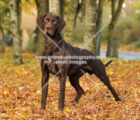 German Pointer standing on leaves