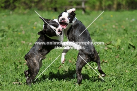 two Boston Terriers fighting