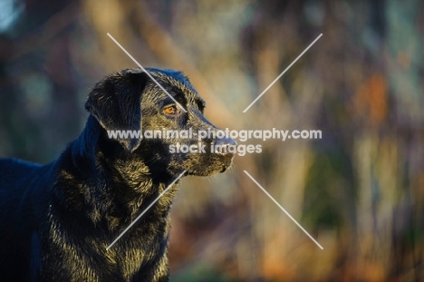 black Labrador Retriever