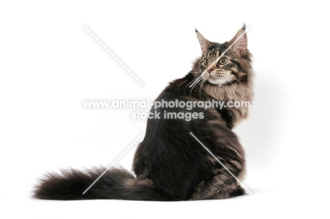 brown tabby Maine Coon sitting down