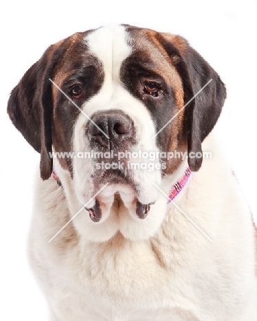 Saint Bernard looking serious