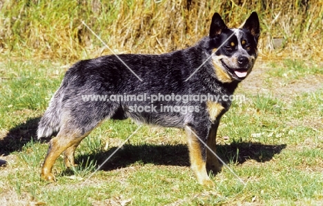 blue tick Australian Cattle Dog, side view