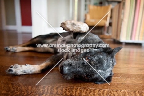 cattle dog mix lying on side with paw up