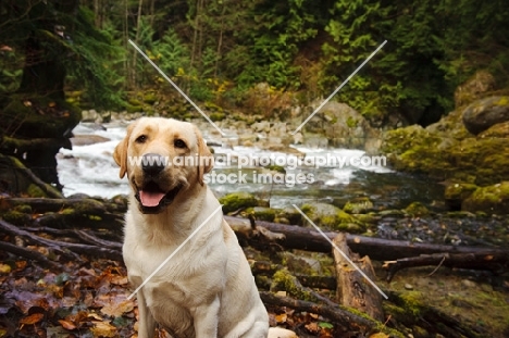 cream Labrador Retriever