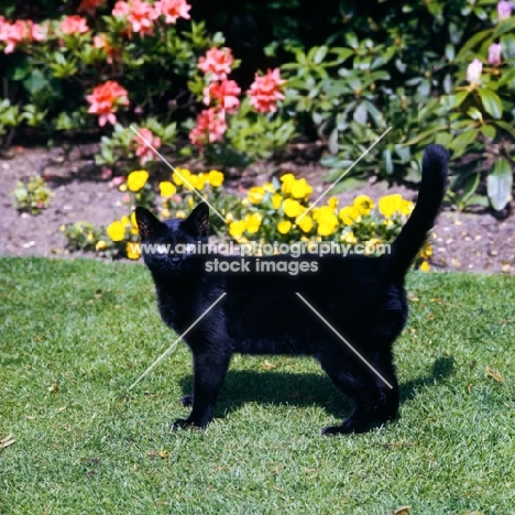 beverley nichols' black cat in his garden