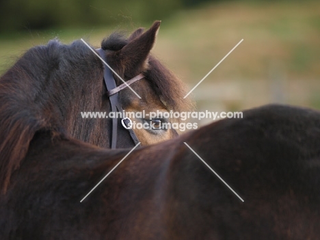 Exmoor Pony back view