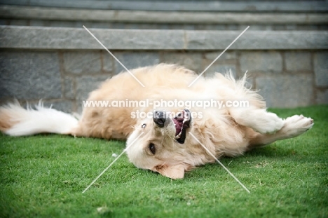 golden retriever rolling in grass