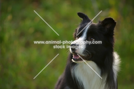 black and white border collie looking aside