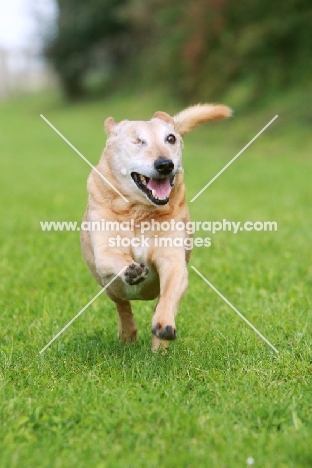 Cross bred dog with only one eye