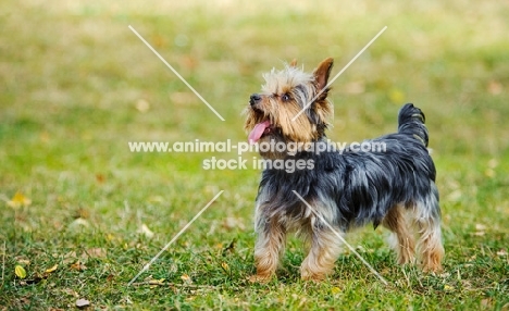 Yorkshire Terrier on grass