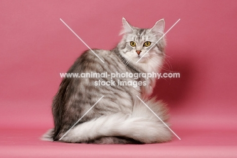 Silver Mackerel Tabby & White Maine Coon, back view