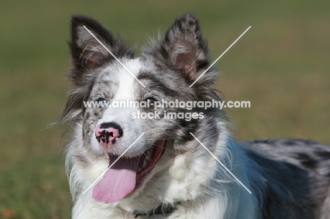 Border Collie portrait, blurred background